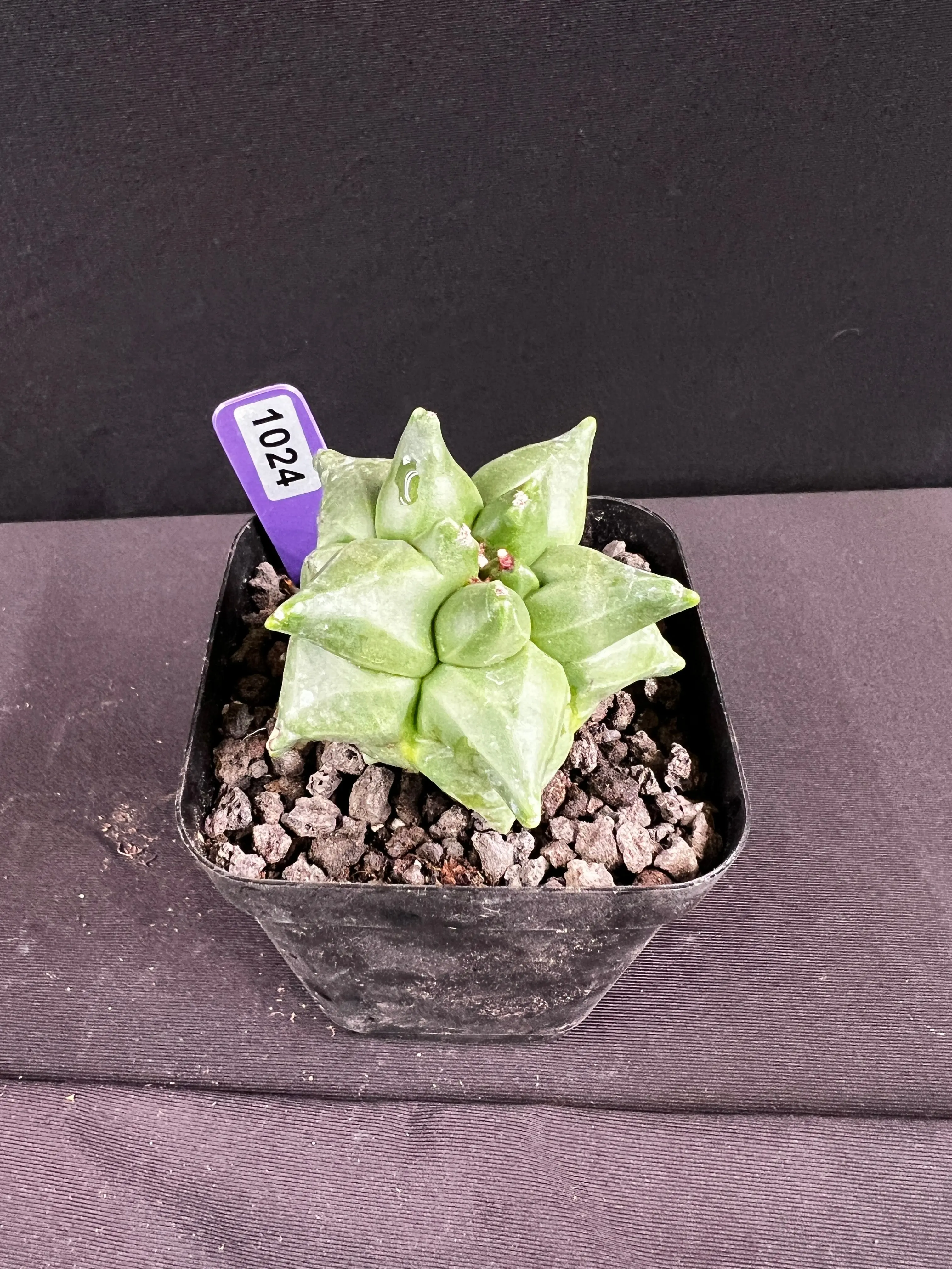 Astrophytum Myriostigma cv. Kikko Cactus - 1024