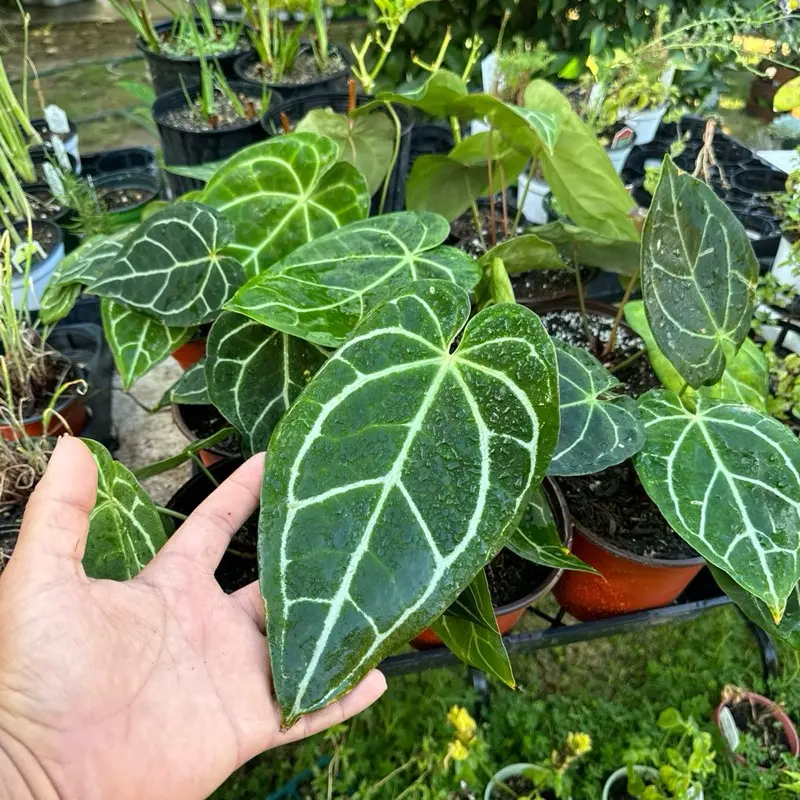 Anthurium Crystallinum - Crystal Anthurium with Large Heart-Shaped Leaves  Velvety Texture Dark Green with Reddish Tinge, White Veins - TikTok Shop