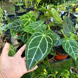 Anthurium Crystallinum - Crystal Anthurium with Large Heart-Shaped Leaves Velvety Texture Dark Green with Reddish Tinge, White Veins