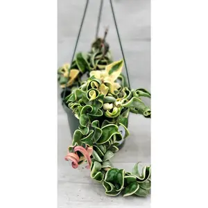 Hoya Variegated Compacta aka Variegated Hindu Rope Live Rare House Plants (All Plants are Fully Rooted Plants!) in 4"
