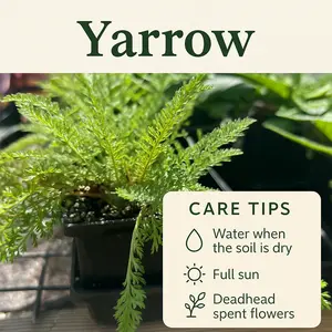 Quart-Yarrow-Perennial flowering plant