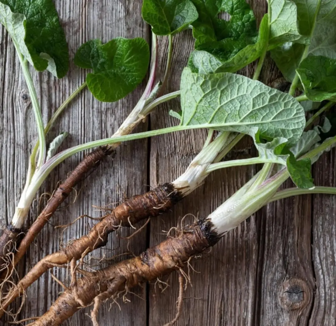 Burdock Root (dried)