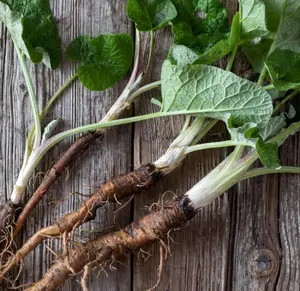Burdock Root (dried)