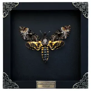 Framed Death Head Moth, Skull Butterfly Handmade Shadow Box, Butterfly Oddity, Cabinet of Curiosities Wall Art, Gothic Decor, Home Decor