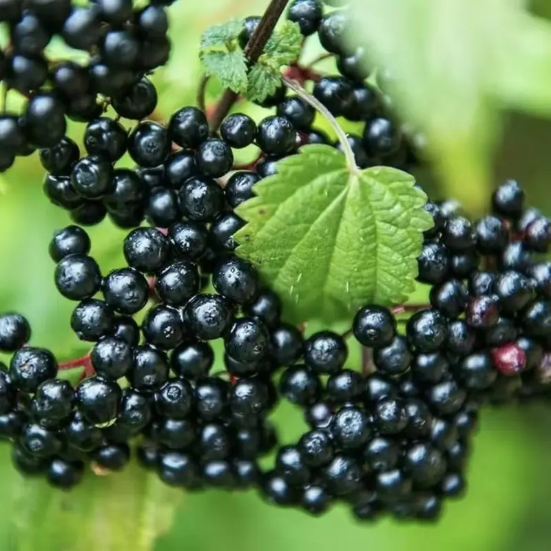 how to grow elderberry - TikTok Shop