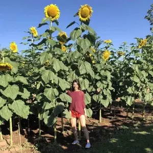 100pcsGiant Striped Sunflower Garden Seeds - Non-gmo Heirloom Seeds for Stunning, Tall Floral Display