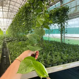 Long Vine Jade Pothos Plant in Greenhouse Setting - Detailed View of Leaves and Growth