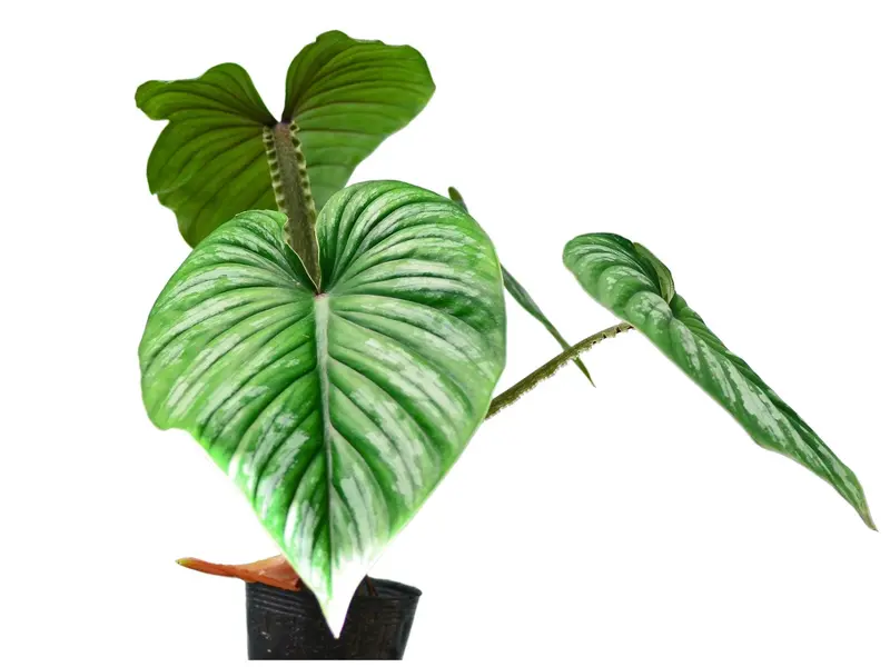Philodendron sodiroi aff x Philodendron pastazanum (Big) - TikTok Shop