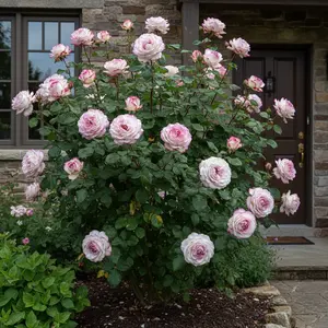 50 Pink Edge Rose Seeds – White & Pink Bicolor Blooms – Hardy Garden Shrub – Elegant Hybrid Rose Variety