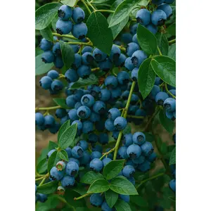 "Chippewa" Lowbush Blueberry