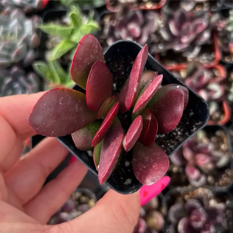 Crassula Platyphylla – Ruby-Tipped Succulent | Live Plant in 2” Pot