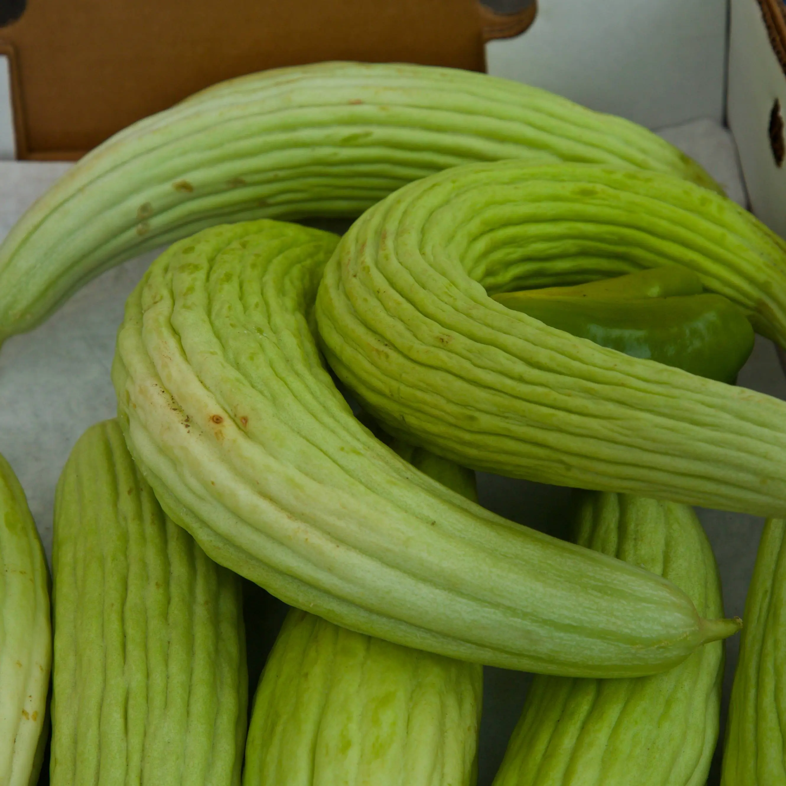 Armenian Cucumber (Cucumis melo var. flexuosus 'Armenian') Organic Seeds – Crisp Mild Flavor, Long Curved Fruits, Excellent for Fresh Eating