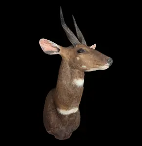 Bushbuck Taxidermy Shoulder Mount