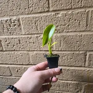 monstera burle marx flame growers choice