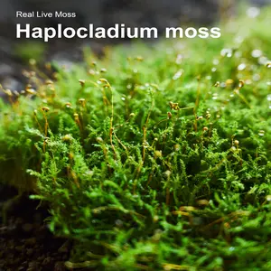 Live Decorative Moss for Terrariums, Mini Gardens & Home DIY Plant Projects