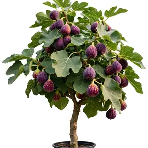 Fig Tree Live Plant, Perennial Fruit Tree, Hardyand Easy-to-Grow, Beginner Friendly, for Home Garden, Backyard Orchard, Outdoor Potted Edible Fruit Plant