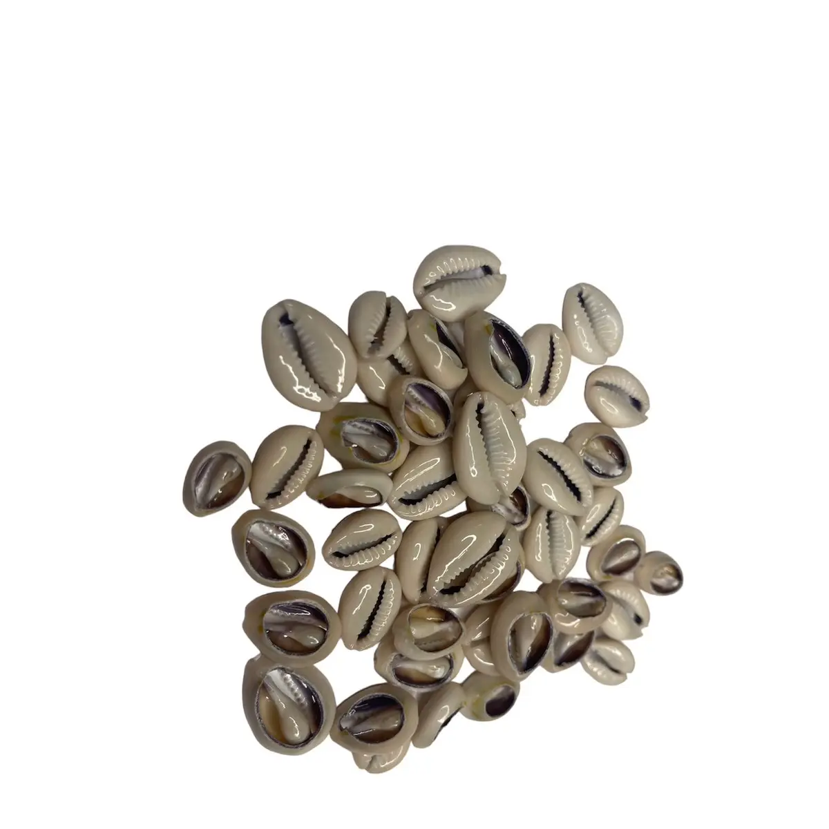 10 cowrie shells