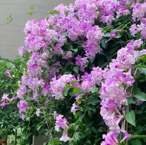 Mansoa alliacea Non-GMO Seeds – Easy-to-Grow Garlic Vine Seeds, Fragrant Purple-Pink-White Flowers, Balcony & Garden Climbing Ornamental Vine, Beginner-Friendly