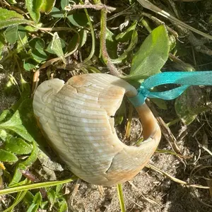 TreasureCoast shells