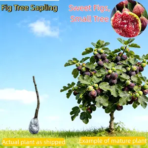 Fresh Fig Tree Sapling – Healthy Bare Root, Drought-Tolerant & Fast-Growing – Low-Maintenance Fruit Tree for Home Gardeners – Grows Well in Pots or Ground Compact Live Plant Gardens