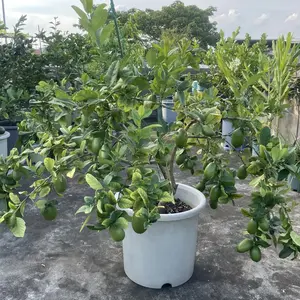 Lemon tree seedlings, scented citrus plants, suitable for patio garden