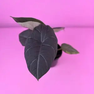 Alocasia Maharani 4” | Jewel Alocasia | Rare Houseplant