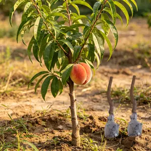 （WL#FF）Peach Tree Seedling Live Plant | Sweet Juicy Fruit Tree, Easy to Grow Outdoor Garden Plant for Backyard, Patio & Home Orchard