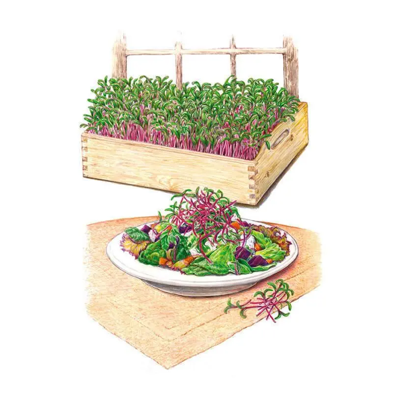 Early Wonder Beet Microgreens Seeds Early Wonder Beet Microgreens Seeds