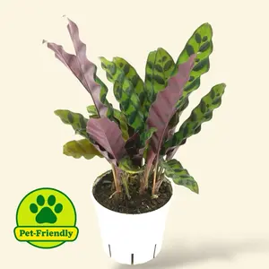 Calathea Rattlesnake 4" Pet Safe House Plant - Pet Friendly & Safe for Pets Calathea Rattlesnake 4" Pet Safe House Plant - Pet Friendly & Safe for Pets