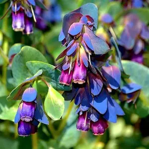 250+ Cerinthe Major Honeywort Flower Seeds for Planting Annual Cerinthe Major Honeywort Flower Ornamental Flowering Plant Showy Display Beauty Bicolour Flowers