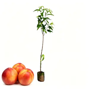 Bare-rooted peach tree, easy for beginners to transplant fruit tree seedlings