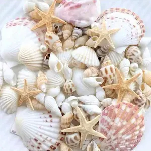 40pcs Box Assorted Natural Sea Shells - For DIY Jewelry Making, Fish Tank Decor, Bathroom Decor, Party Candles, Wedding Decoration, Craft Projects