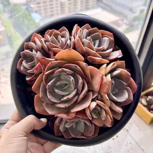 Echeveria ‘Dusty Rose’ Succulent – Rare Pink Purple Rosette, Easy Care Live Plant, Bare Root Shipping, Indoor Decor, Beginner Friendly