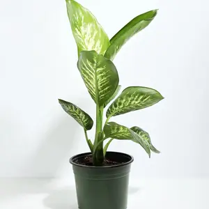 6" Dieffenbachia Tropic Snow – Indoor Live Plant, Variegated Large Leaves with Cream Center, Large Plant, Bright Light Lover, Elongated Growth, Perfect for Indoor Decor