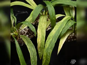Anthurium vittarifolium variegated *Grower's choice*