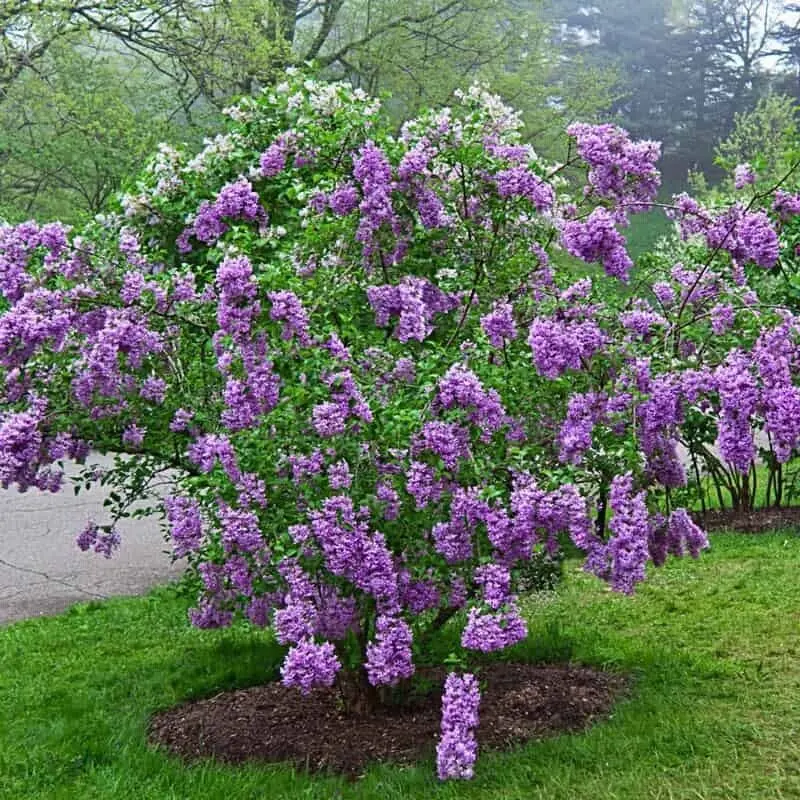 how to plant lilac seedlings - TikTok Shop
