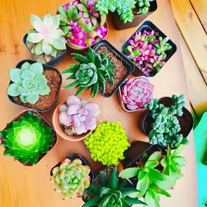 3 Pcs 2inch Random Live Succulent Fully Rooted Mini Succulent Easy Care Indoor Home Desktop Decor Gift