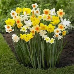 Daffodil Bulbs,- Mixed colors