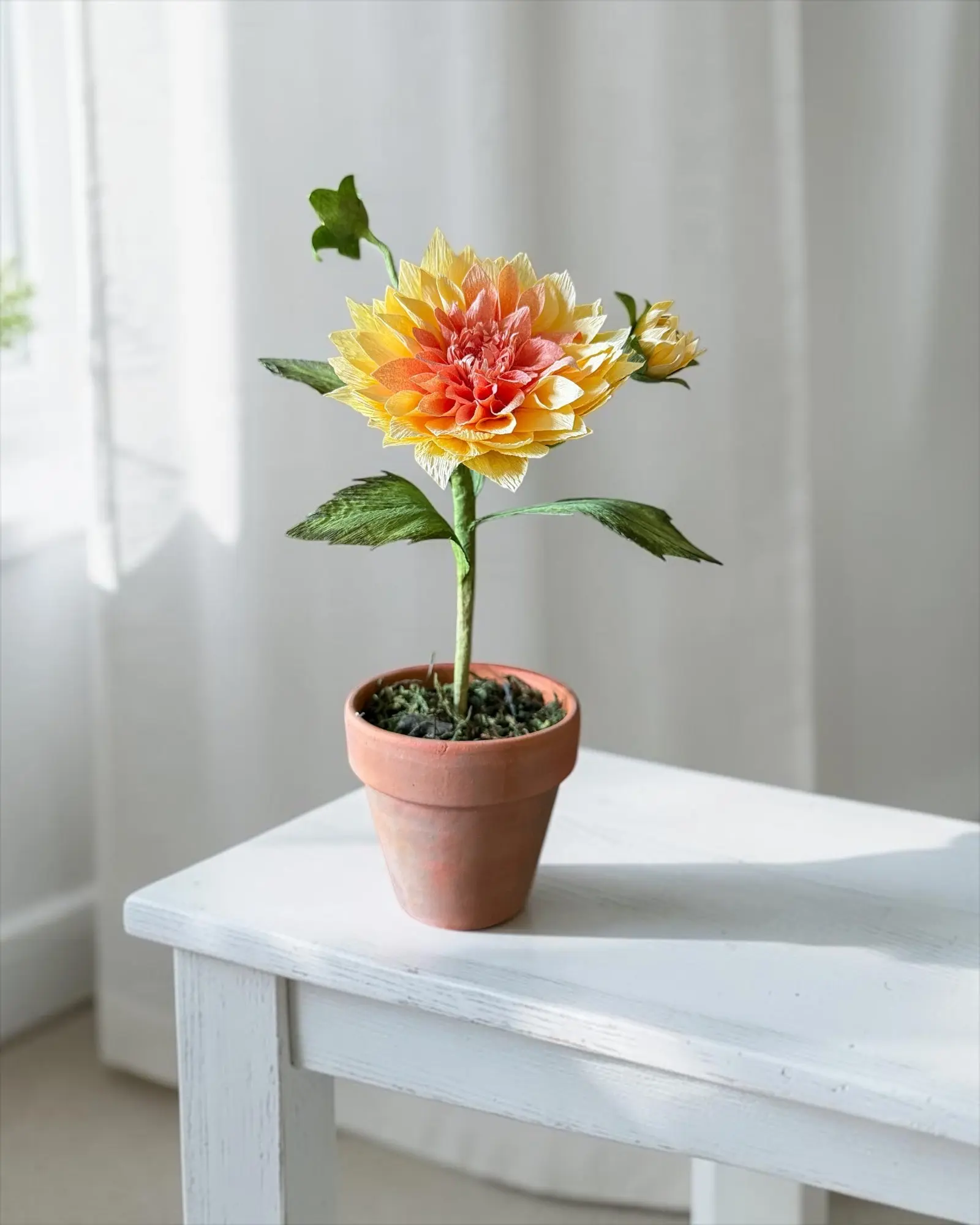 Potted Dahlia