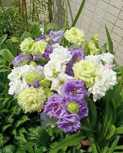 Mixed color Eustoma/Lisianthus（Thornless Rose Seeds）Mixed Lisianthus Seeds 800 Pcs Ideal for Garden Beds and Flower Pots Vibrant Multicolor Blooms Easy to Grow and Low Maintenance