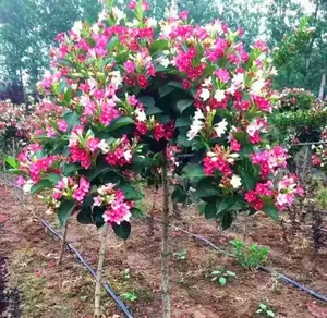 300 Multicolor Weigela Seeds, Reblooming Shrub Rare Variety Old Fashioned Weigela Freshly Picked Seeds- PeavyTailor