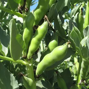 TomorrowSeeds - Broad Windsor Fava Bean Seed Buttery Green Broad Beans Cold Tolerant Summer Faba Lima USA Garden Vegetable Seed For 2024  -