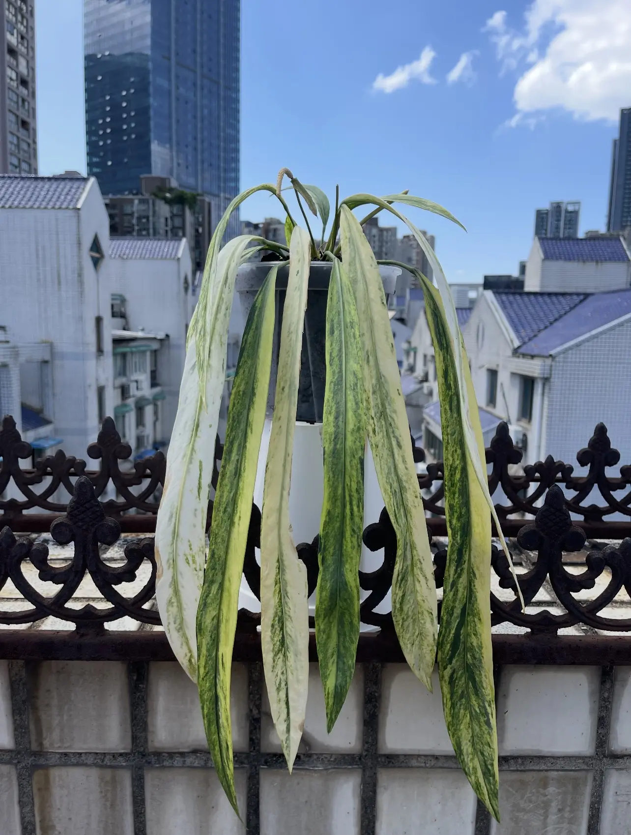 Rare Anthurium Vittariifolium Variegated Live Starter Plant 2-Inch Pot | Variegated Strap Leaf Anthurium