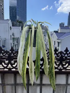 Rare Anthurium Vittariifolium Variegated Live Starter Plant 2-Inch Pot | Variegated Strap Leaf Anthurium