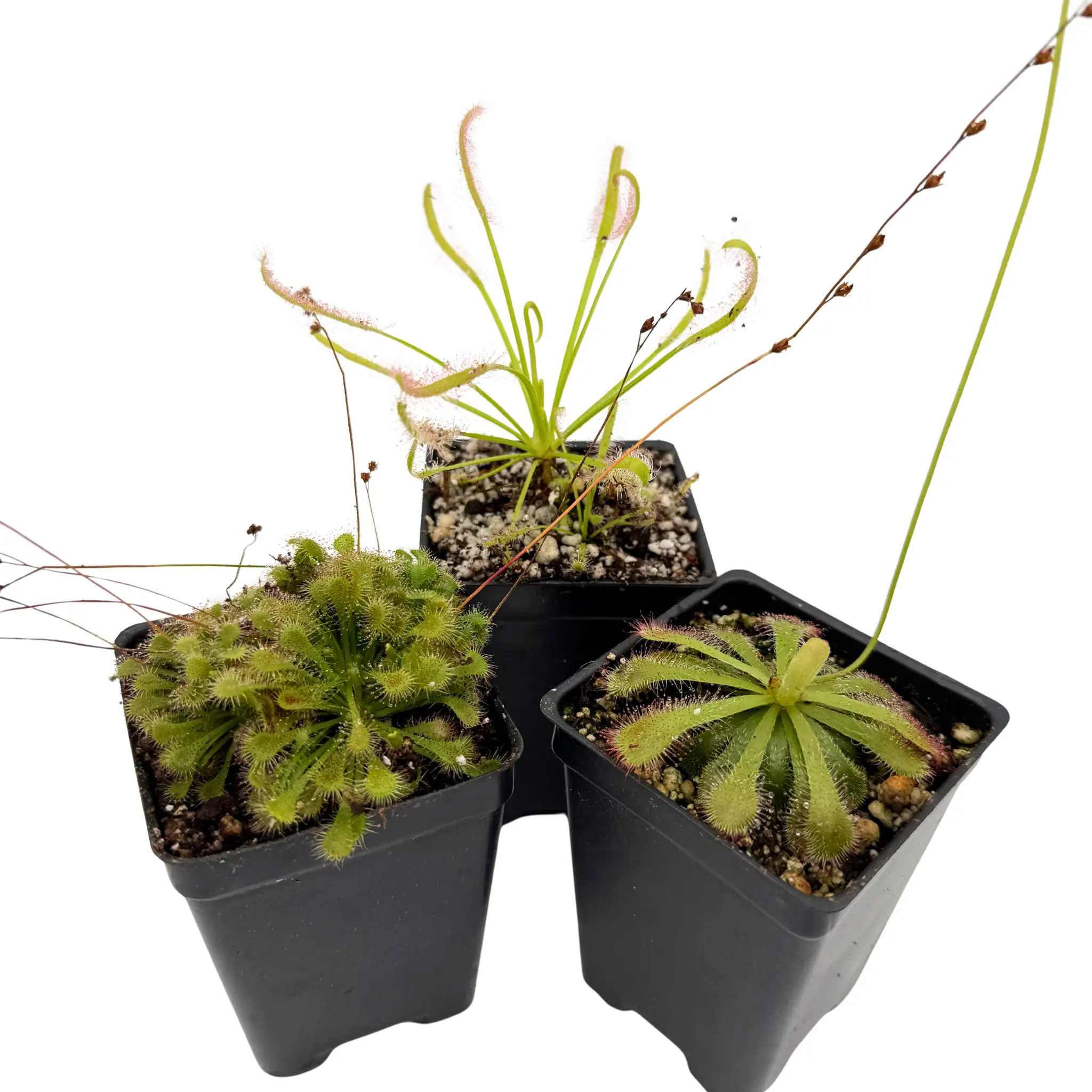 Drosera Collection