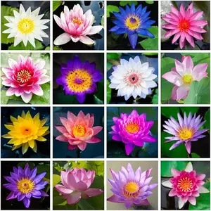 40Pcs Mixed Color Bonsai Lotus Seeds for Ornamental Ponds & Home Planting - Easy to Plant, All Seasons, Open Mouth Bowl Variety