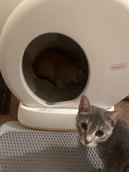 product review image from Abbey Grace 3