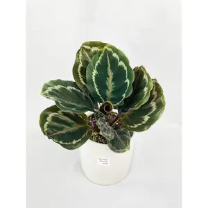 Calathea Medallion