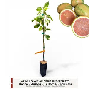 Pink Variegated Eureka Lemon Tree | No Ship CA AZ LA FL | US Citrus Nursery | Striped Rind Pink Flesh, Natural Live Citrus Plant, Ornamental Indoor Outdoor Container Tree