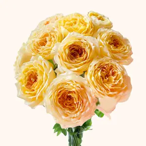 Caramel Antike Garden Roses Honey Yellow 40cm-50cm Stem Fresh from Ecuador for Romantic Weddings